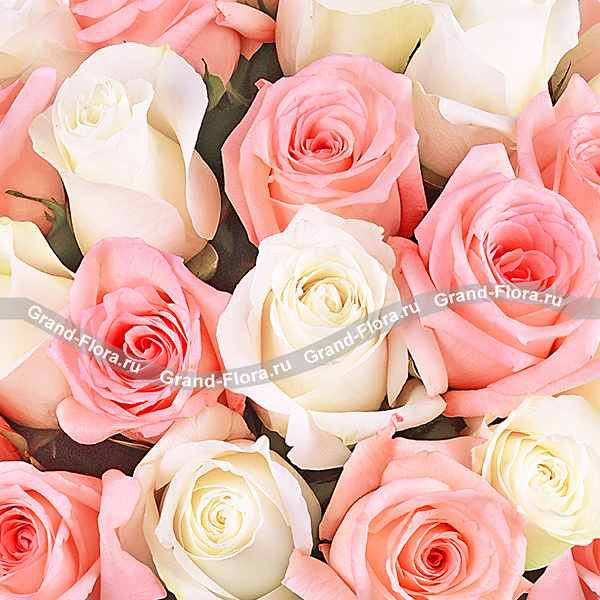 Амур – букет из высоких кремовых и розовых роз (70 см)
